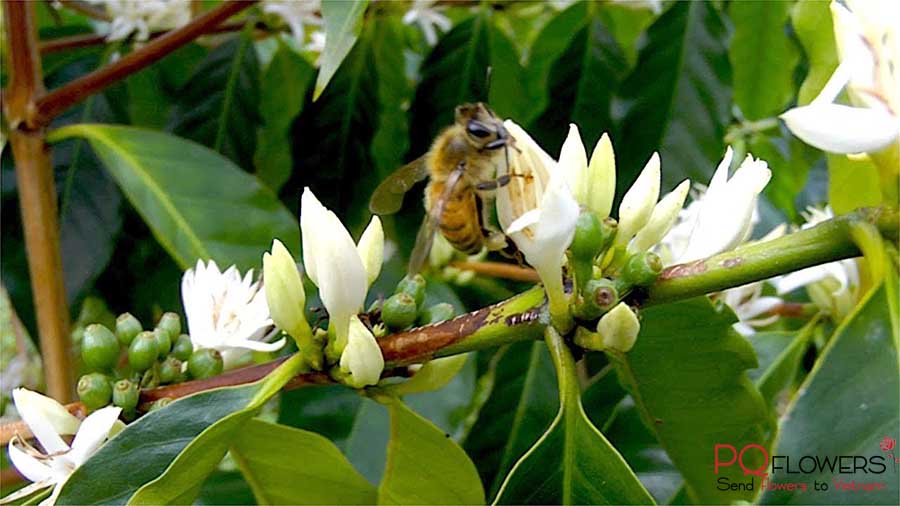 coffee flowers bloom - 270321-01