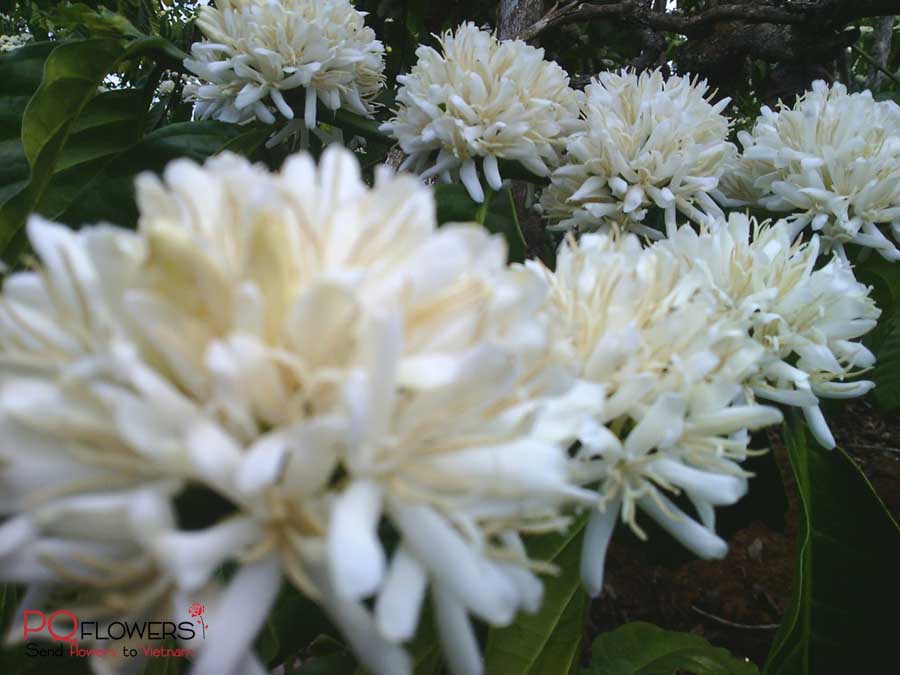 coffee flowers bloom - 270321-03