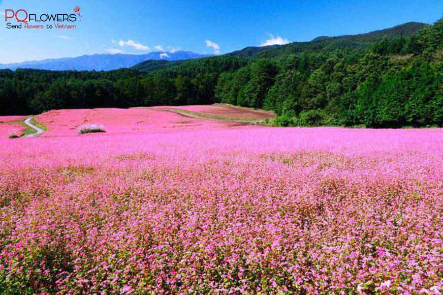 mùa hoa ở việt nam-290321-01