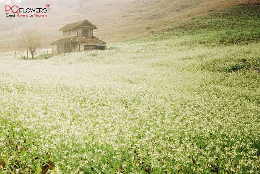 mùa hoa ở việt nam-290321-02