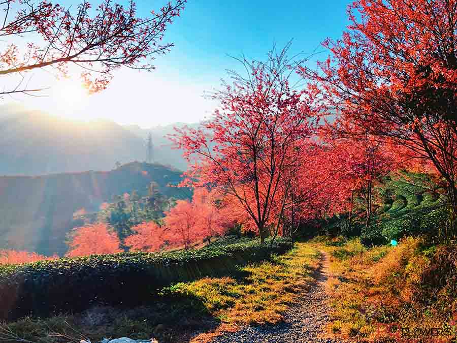 mùa hoa ở việt nam-290321-03