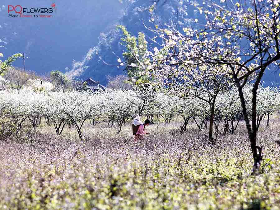 những mùa hoa ở việt nam-290321-04