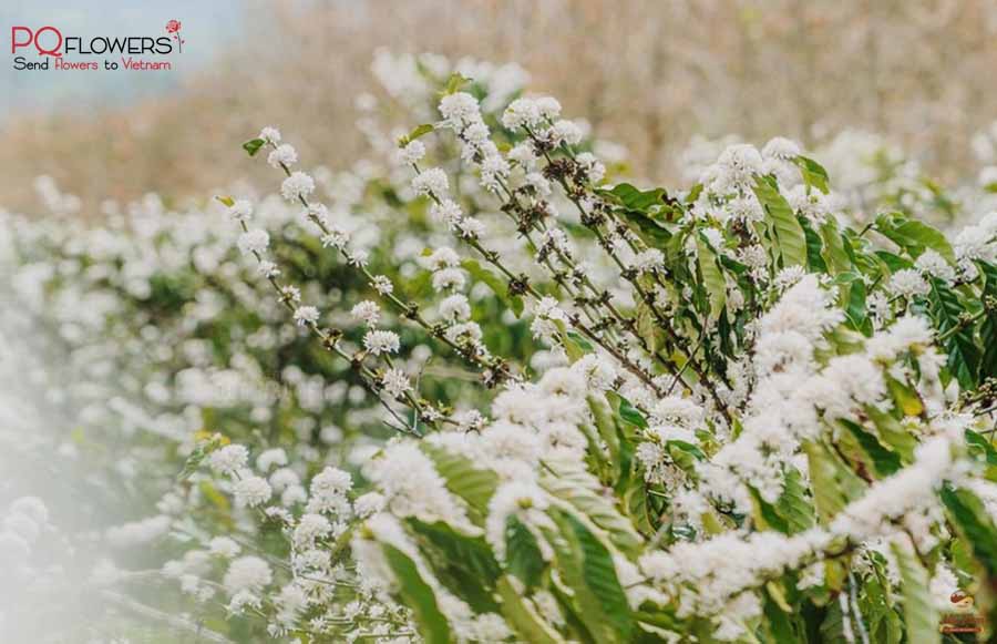 những mùa hoa ở việt nam-290321-06