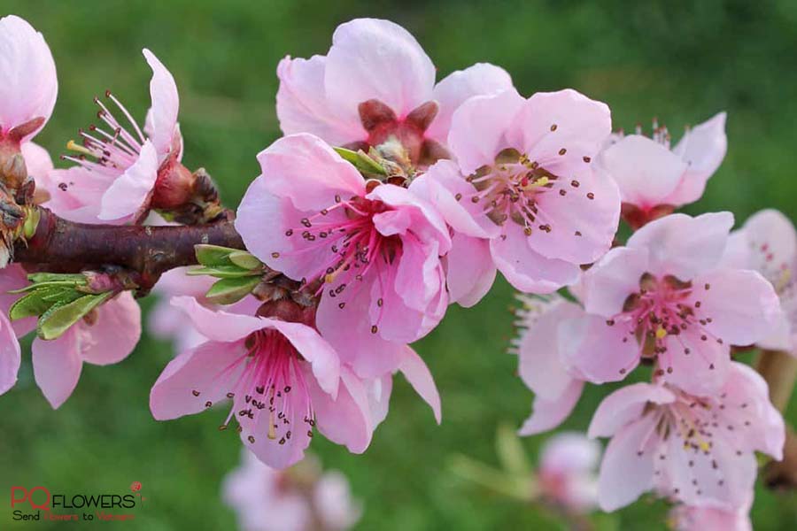 peach blossoms - hoa dao ngay tet-vietnam-150421-01