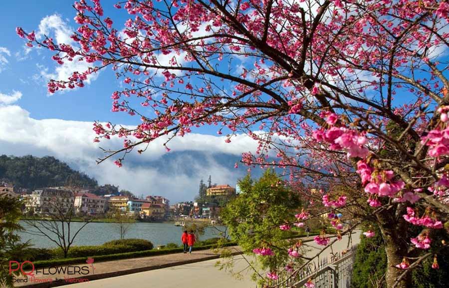 peach blossoms - hoa dao-vietnamese new year-150421-054