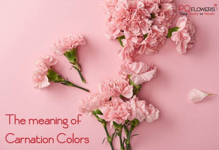 The meaning of Carnation Colors Send Flowers & Gifts online to