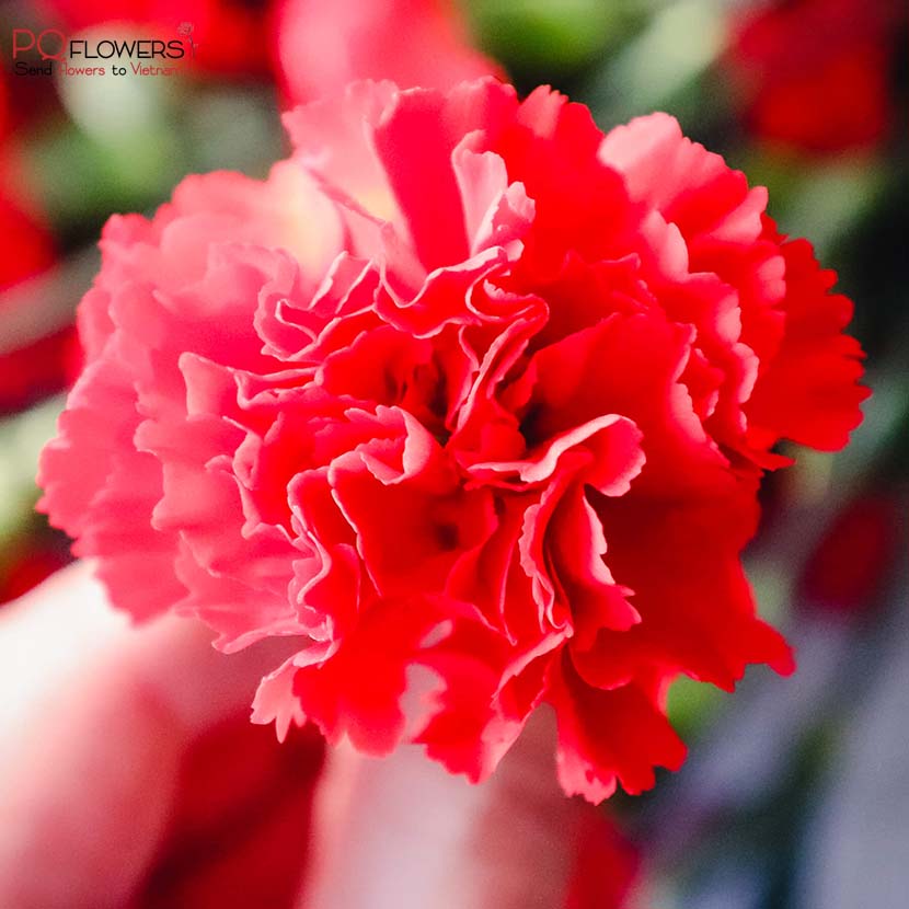 The -meaning- of -Carnation- Colors-300921-01