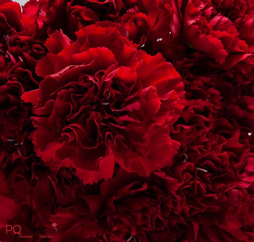 The -meaning- of -Carnation- Colors-300921-021