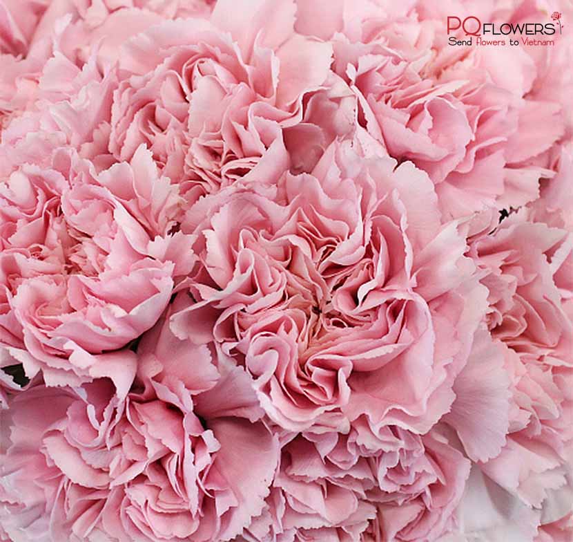 The -meaning- of -Carnation- Colors-300921-041